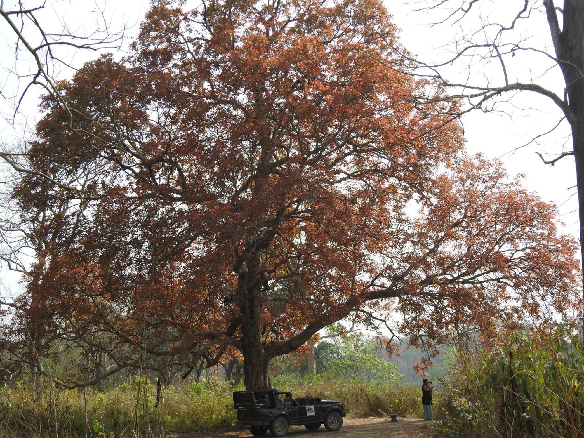 Babai Resort Pvt Ltd Bardiya Extérieur photo