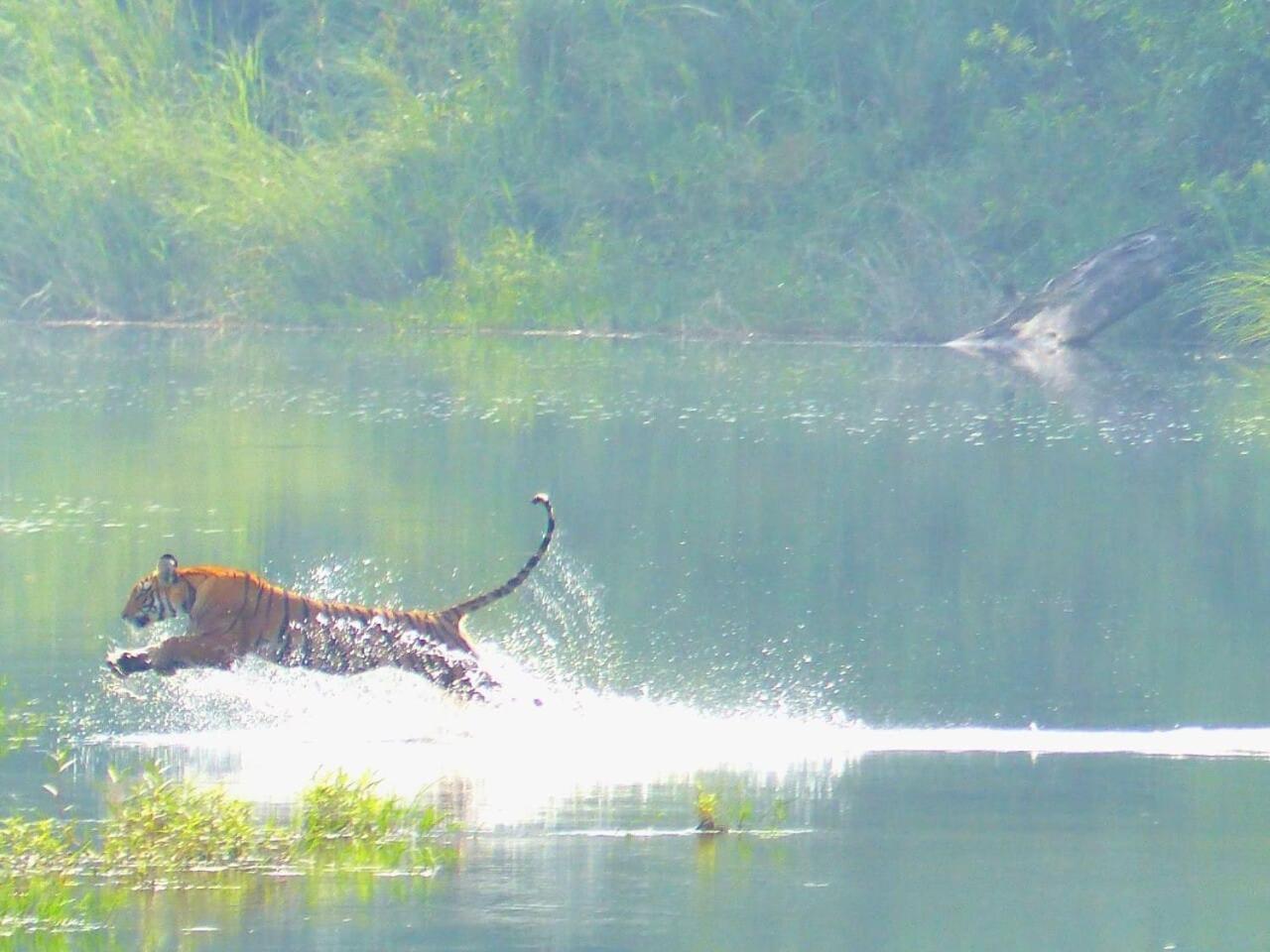 Babai Resort Pvt Ltd Bardiya Extérieur photo