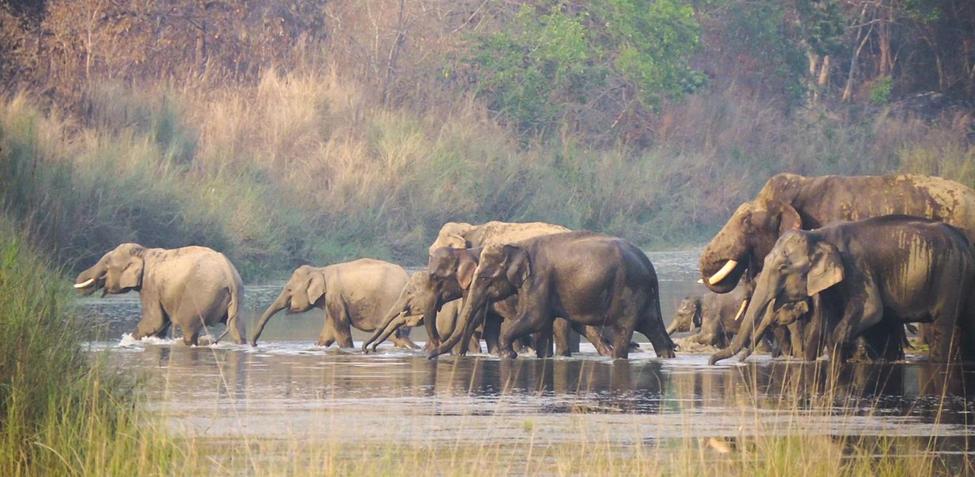 Babai Resort Pvt Ltd Bardiya Extérieur photo