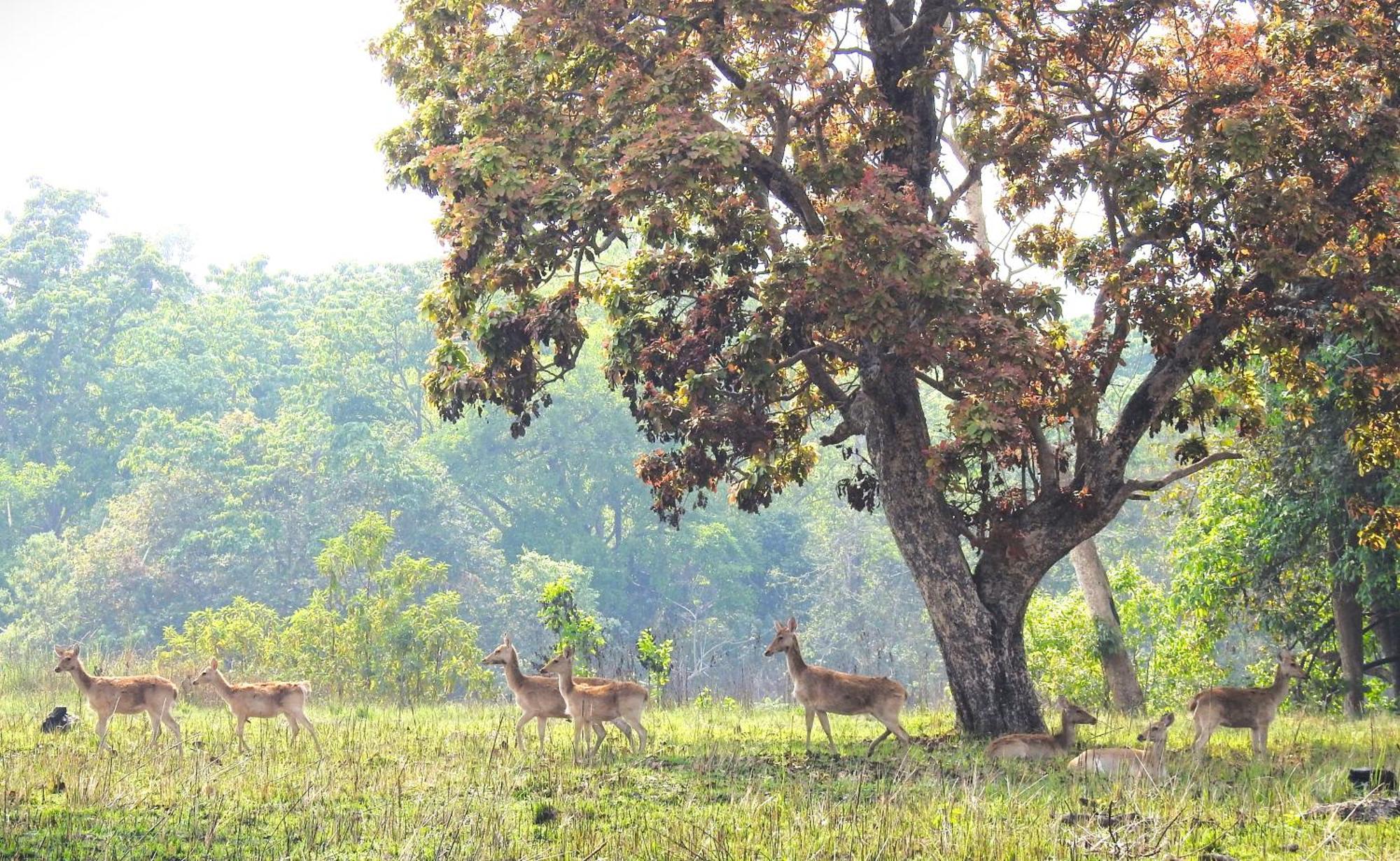 Babai Resort Pvt Ltd Bardiya Extérieur photo